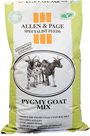 Pygmy Goat Mix