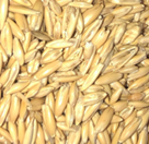 Rolled Oats (Bruised)